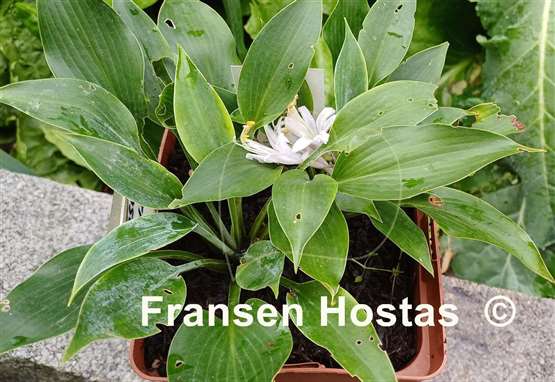 Hosta Mosel